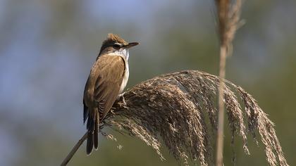 Great Reed Warbler