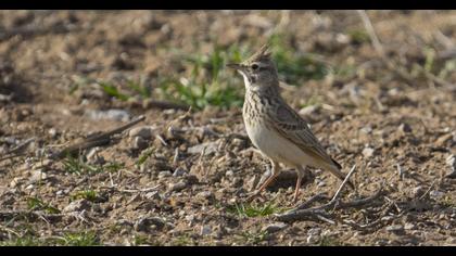 Crested Lark