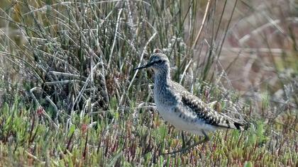 Wood Sandpiper