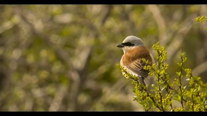 Red-backed Shrike