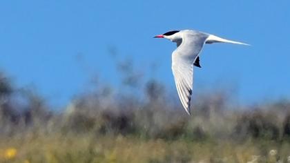 Common Tern