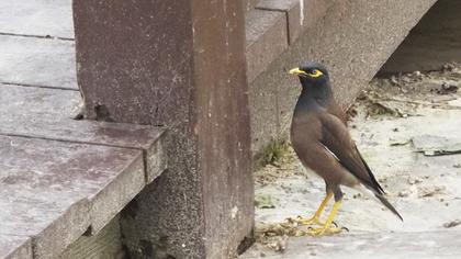 Common Myna
