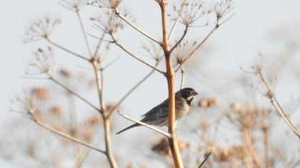 Common Reed Bunting