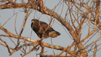 Common Buzzard