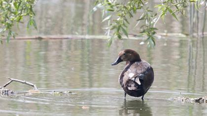 Common Pochard