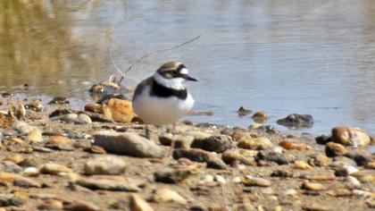 Little Ringed Plover