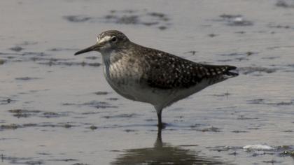 Wood Sandpiper