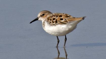 Little Stint
