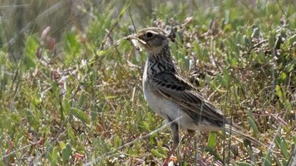 Eurasian Skylark