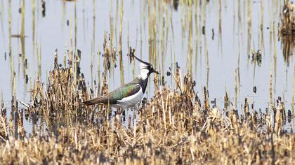 Northern Lapwing