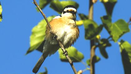 Masked Shrike