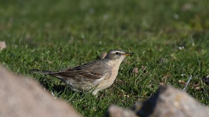 Water Pipit