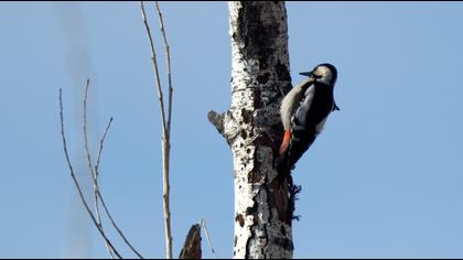 Syrian Woodpecker