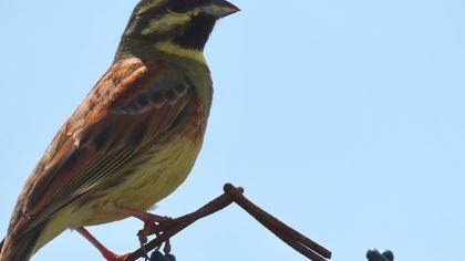 Cirl Bunting