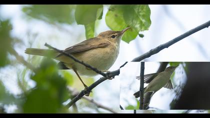 Marsh Warbler