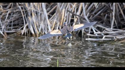Little Bittern