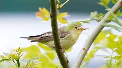 Icterine Warbler