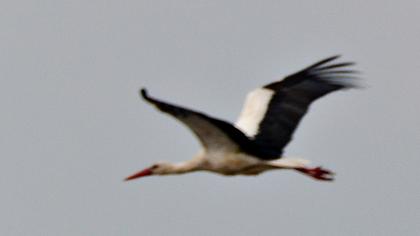 White Stork