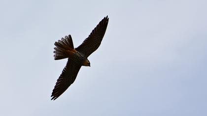 Eurasian Hobby