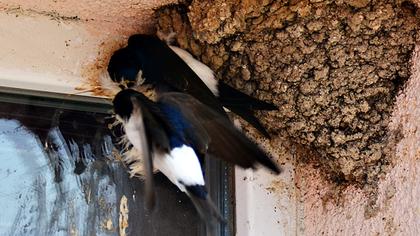 Common House Martin