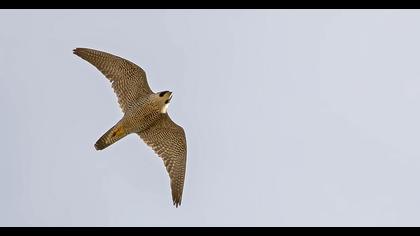 Peregrine Falcon