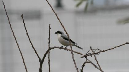 Lesser Grey Shrike