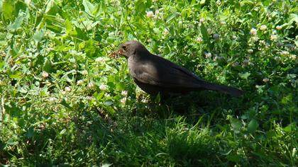 Common Blackbird