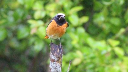 Common Redstart