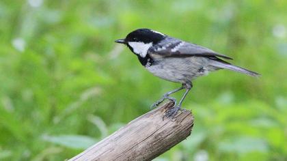 Coal Tit