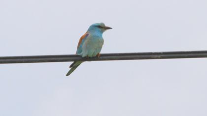 European Roller
