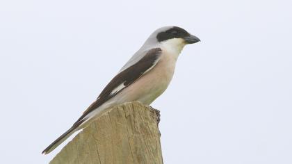 Lesser Grey Shrike