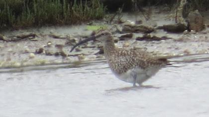 Sürmeli kervançulluğu