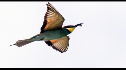 European Bee-eater