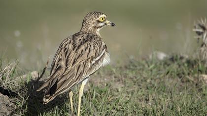Eurasian Stone-curlew
