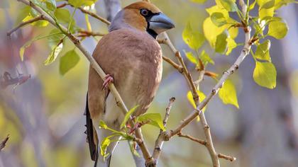 Hawfinch