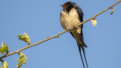 Barn Swallow