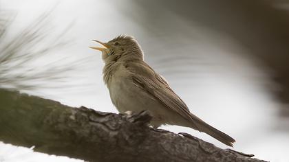 Eastern Olivaceous Warbler