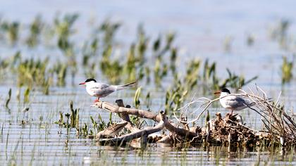 Common Tern