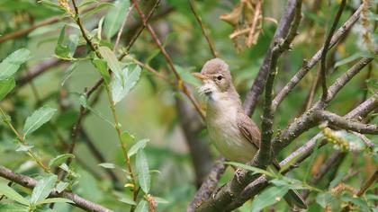 Eastern Olivaceous Warbler