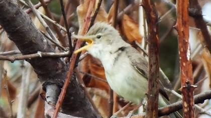 Eastern Olivaceous Warbler