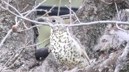 Mistle Thrush