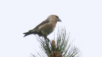 Red Crossbill