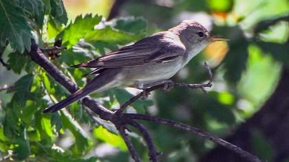 Olive-tree Warbler