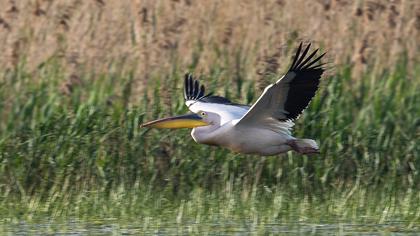Great White Pelican