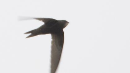 Common Swift
