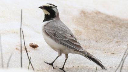 Horned Lark