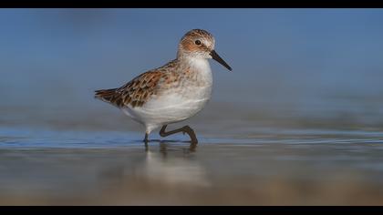 Little Stint