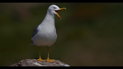 Yellow-legged Gull