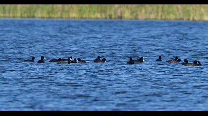 Eurasian Coot