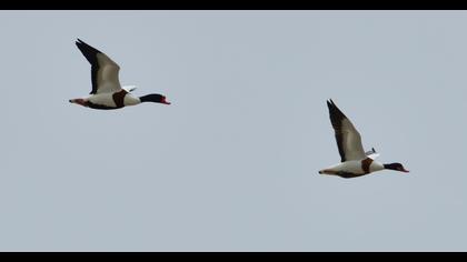 Common Shelduck